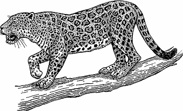 Jaguar Definition & Meaning - Merriam-Webster