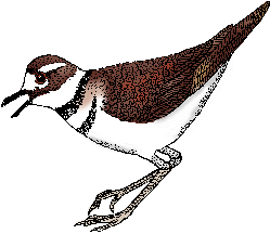 killdeer