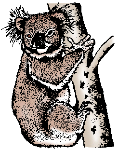 Koala Definition & Meaning - Merriam-Webster
