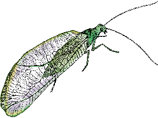 Lacewing Definition & Meaning - Merriam-Webster