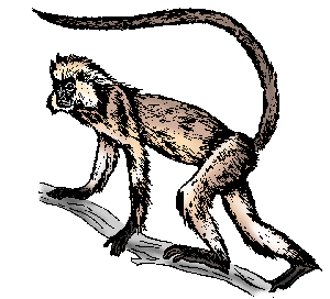 Illustration of langur