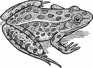 Leopard frog Definition & Meaning - Merriam-Webster