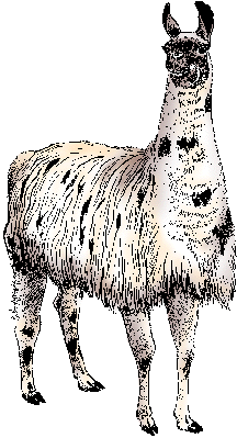 llama