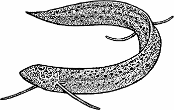 Lungfish Definition & Meaning - Merriam-Webster