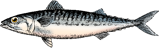 mackerel-definition-meaning-merriam-webster