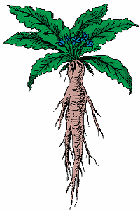 mandrake