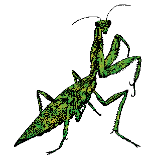 Mantis