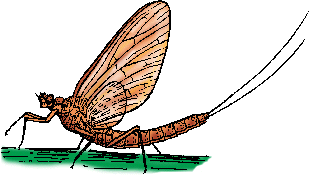 MAYFLY Definition & Meaning - Merriam-Webster