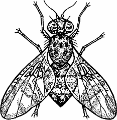 Illustration of <span class=syl>mediterranean fruit fly</span>