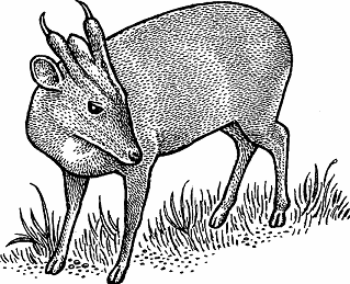 Illustration of muntjac