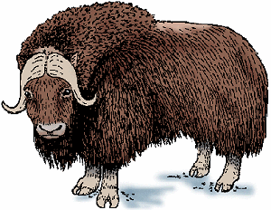 Musk ox Definition & Meaning - Merriam-Webster