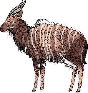 Illustration of nyala
