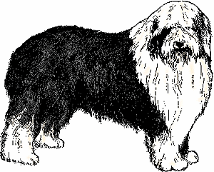 does the old english sheepdog have pseudorabies