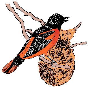 Hey how about a new tradition of depicting the Oriole Bird facing