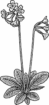 Illustration of oxlip