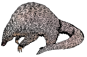 Illustration of pangolin