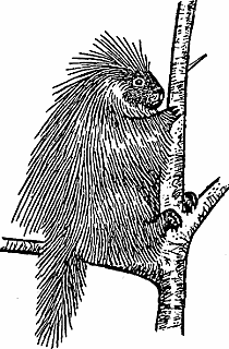 Porcupine Definition & Meaning - Merriam-Webster