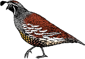 Quail Definition Of Quail By Merriam Webster