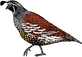 Quail Definition & Meaning - Merriam-Webster