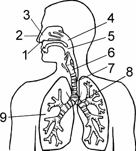 respiratory system outline drawing