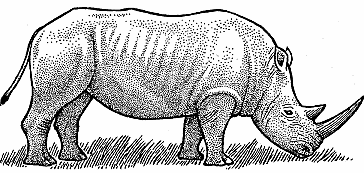 plural of rhinoceros in english