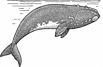right whale drawing