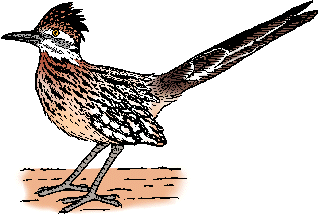 Is A Roadrunner A Real Bird?