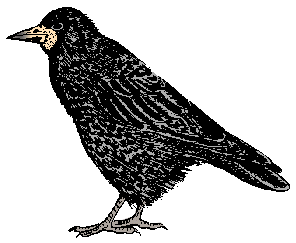rook - Wiktionary, the free dictionary