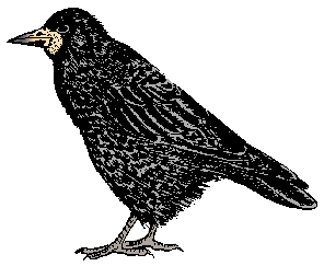 Rook  New Zealand Birds Online