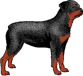 mean rottweiler dog