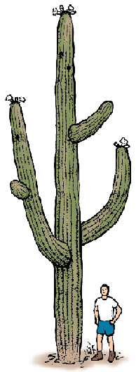 cactus: saguaro cactus - Students, Britannica Kids