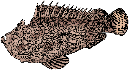 Stonefish Definition & Meaning - Merriam-Webster