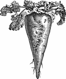 SUGAR BEET  Significado, definição em Dicionário Cambridge inglês