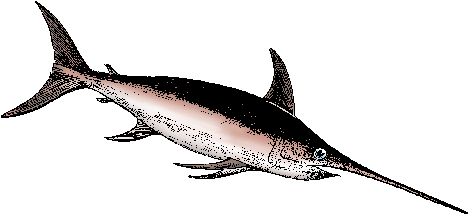 Swordfish Definition Of Swordfish By Merriam Webster