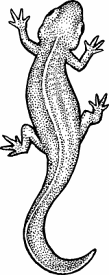 Illustration of urodele