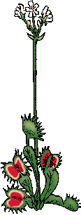 Illustration of venus flytrap