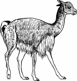 Vicuña Definition & Meaning - Merriam-Webster