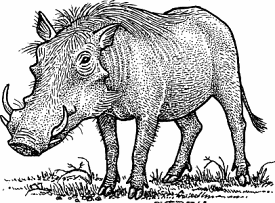 Illustration of warthog