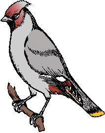 Illustration of waxwing