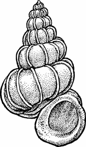 Illustration of wentletrap