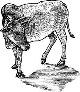 Cow Definition & Meaning - Merriam-Webster